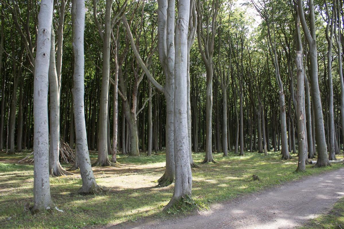 Meerblick Ostseebad Nienhagen Bagian luar foto